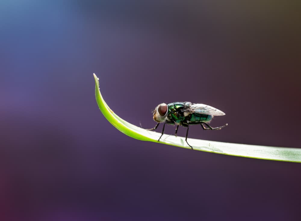 Emerald Fly on Leaf by Summer2016 — canvas wall art