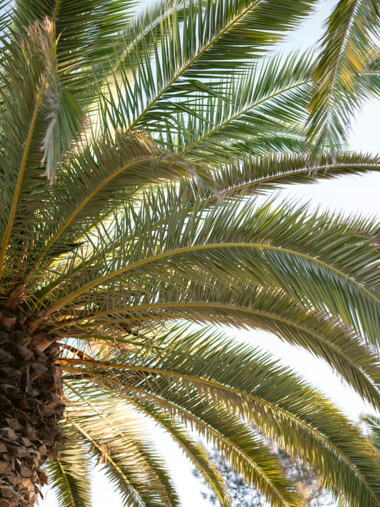 Summer Vibes by Raisa Zwart — canvas wall art