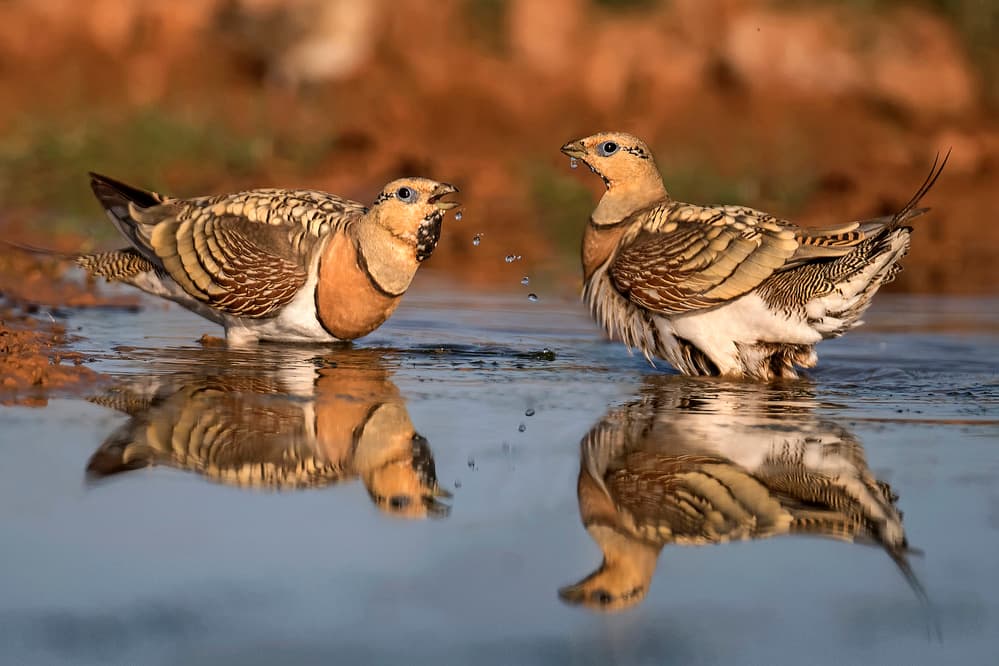 Desert Birds Reflections by Xavier Ortega — canvas wall art
