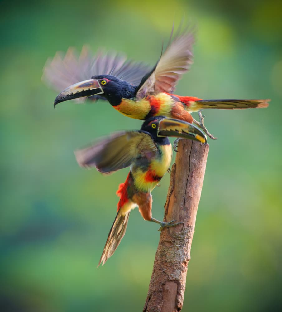 Vibrant Aracaris Motion by Mike He — canvas wall art