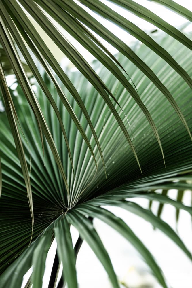 Lush Green Palm Fan by Mareike Böhmer — canvas wall art