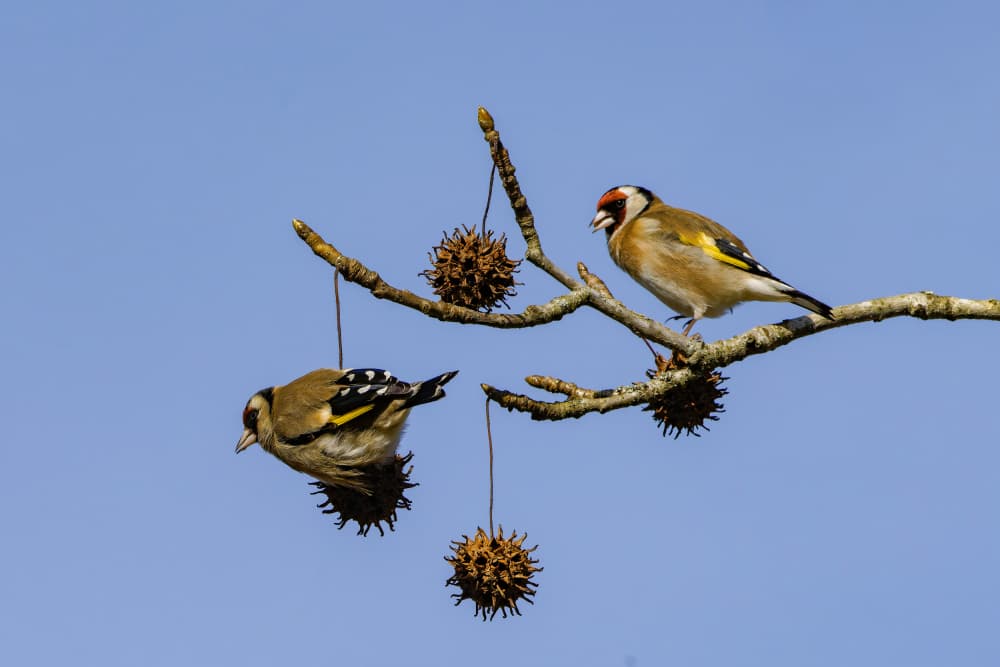 Goldfinches And Seedpods by Michel Romaggi — canvas wall art