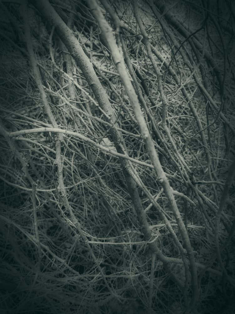 Tangled Winter Branches by Angelo Cerantola — canvas wall art