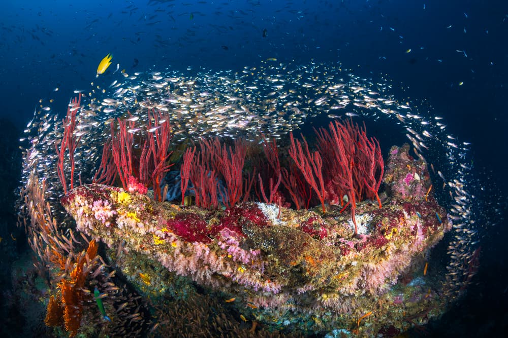 Vibrant Coral Reef Life by Barathieu Gabriel — canvas wall art