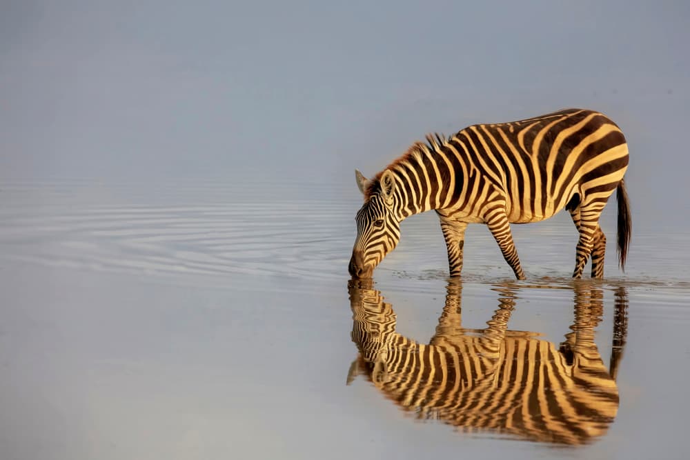 Serene Zebra Reflection by Linda D Lester — canvas wall art