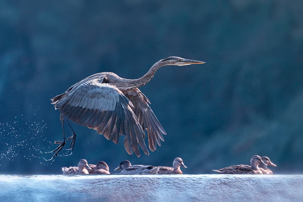 Great Blue Liftoff by Purple Bamboo — canvas wall art