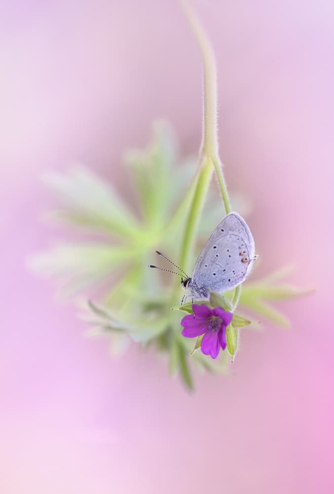 Serene Pastel Butterfly by Fabrizio Daminelli — canvas wall art