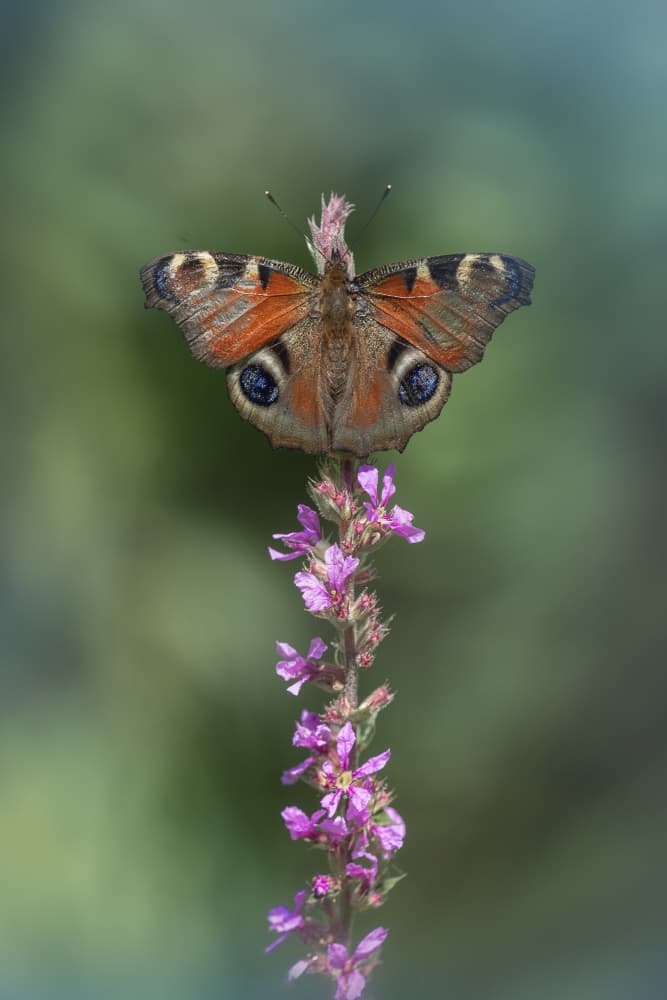 Peacock Butterfly on Bloom by Fabrizio Daminelli — canvas wall art