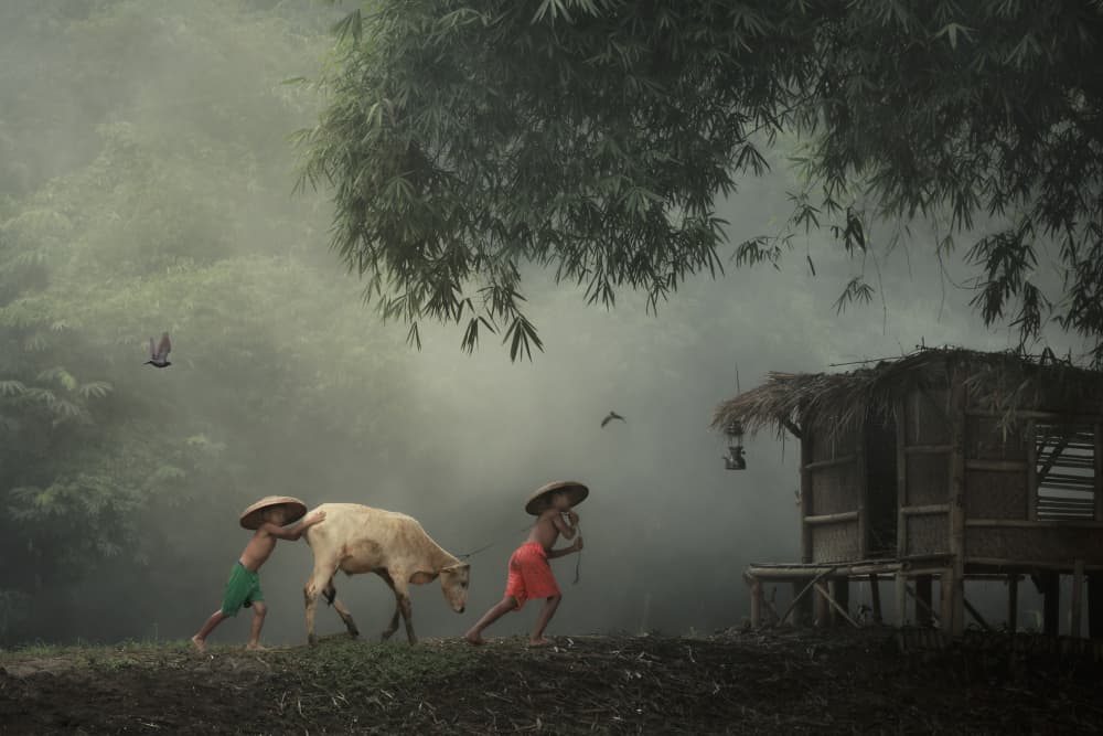Young Boys Leading Cow by Gatot Herliyanto — canvas wall art