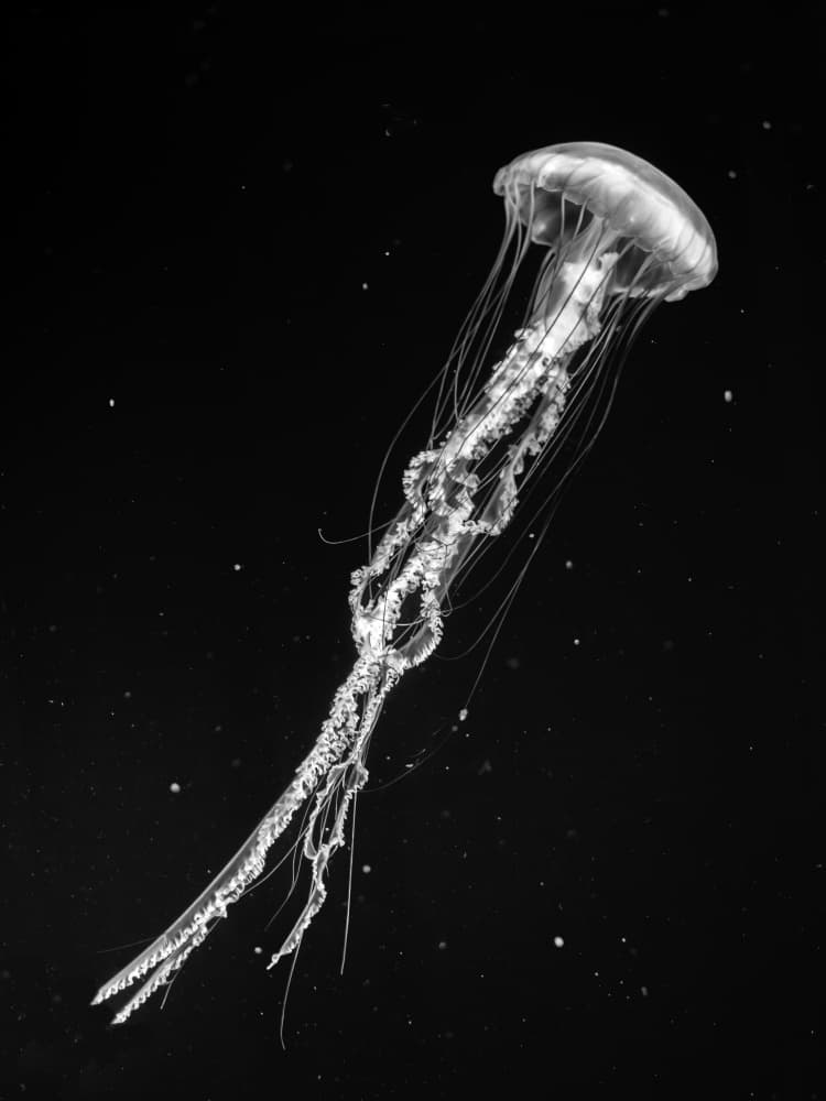 Ethereal Deep Sea Jellyfish by Eiji Yamamoto — canvas wall art