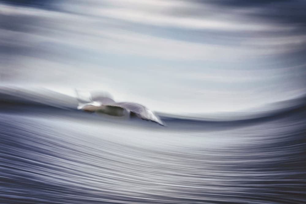 Fluid Seagull Flight by Krisztina Lacz — canvas wall art