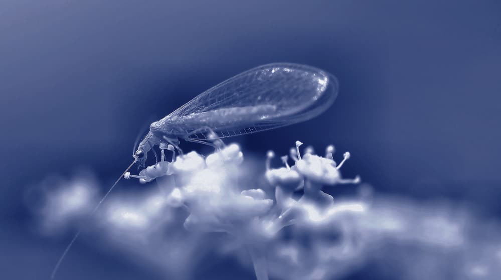 Blue Lacewing on Flower by Thierry Dufour — canvas wall art