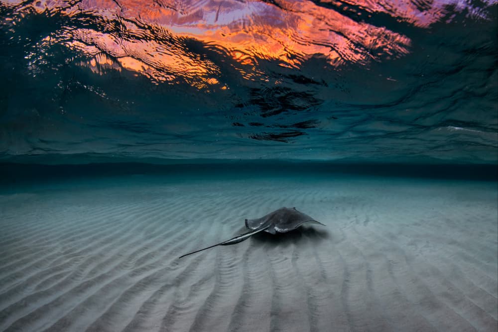 Stingray Sunset Depths by Jennifer Lu — canvas wall art