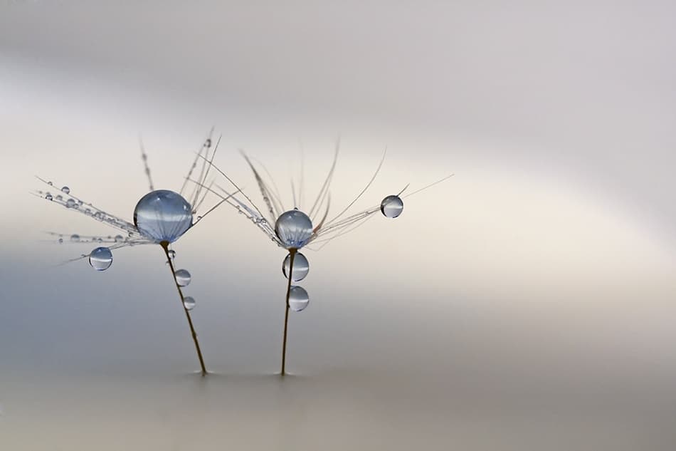 Delicate Dandelion Drops by Heidi Westum — canvas wall art