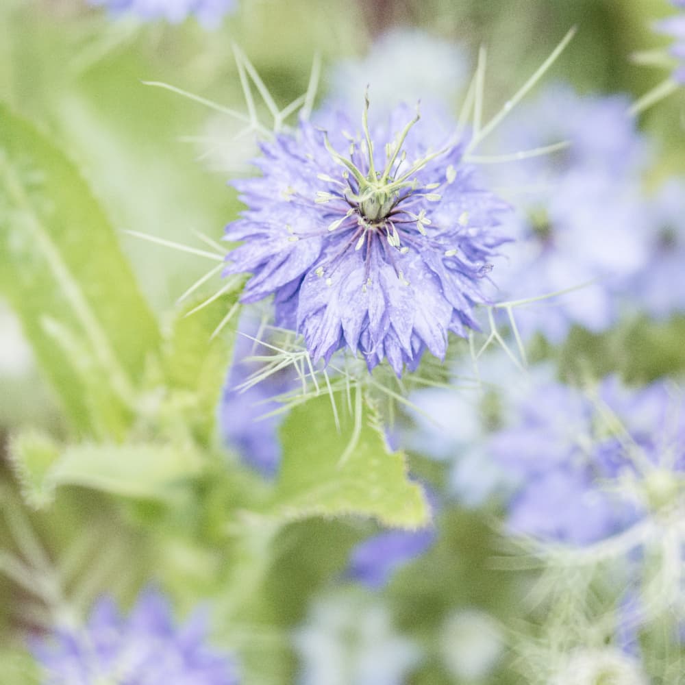 Dewy Purple Bloom by Lynann Colligan — canvas wall art