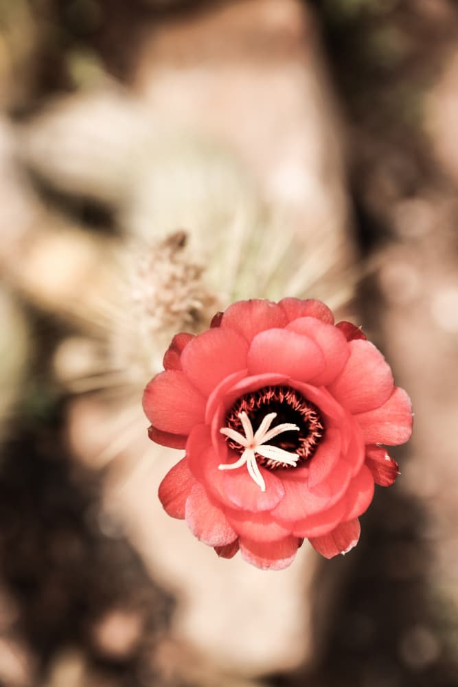 Desert Bloom Dance by Shot by Clint — canvas wall art