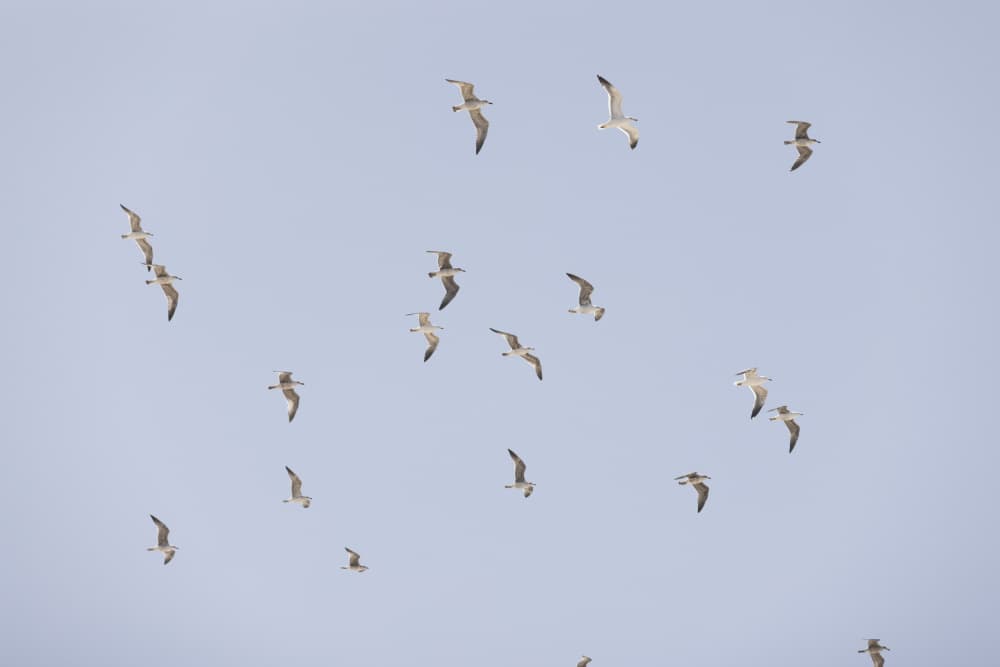 Seagulls In Flight by Mareike Böhmer — canvas wall art
