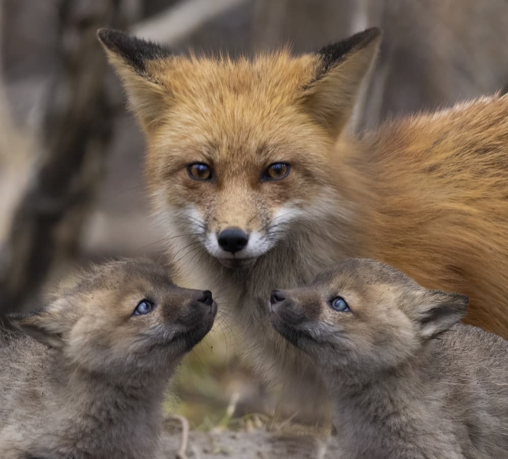 Red Fox Family Watch by Mircea Costina — canvas wall art