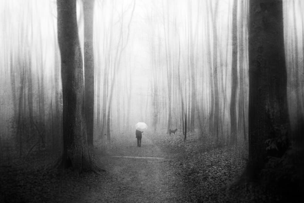 Misty Forest Walk by Adam Dauria ☂ — canvas wall art