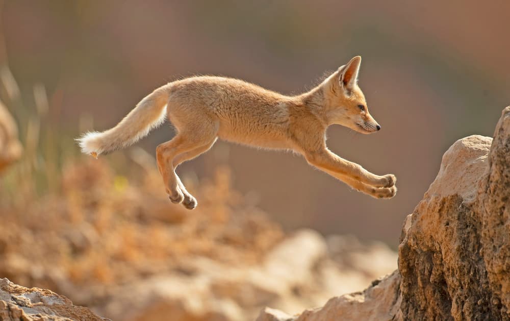Fennec Fox Jump by Shlomo Waldmann — canvas wall art