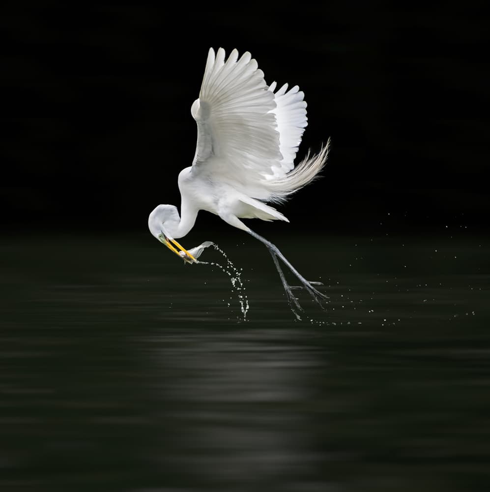 Egret Fishing Dive by Alex Li — canvas wall art