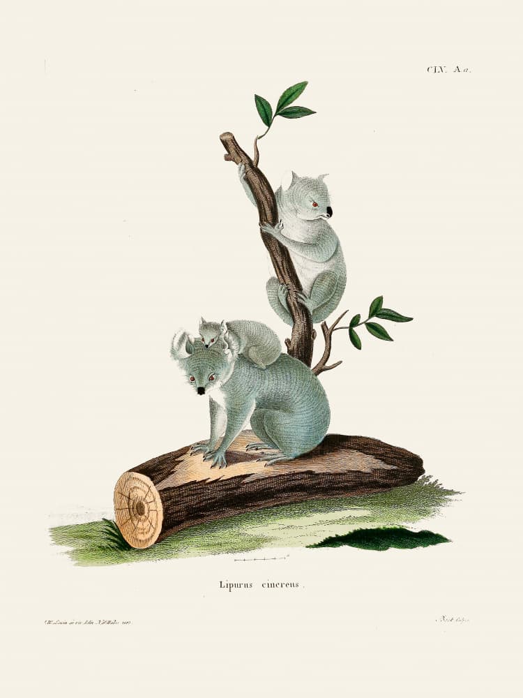 Koala By Johann Andreas Wagener by Johann Christian Daniel Von Schreber — canvas wall art