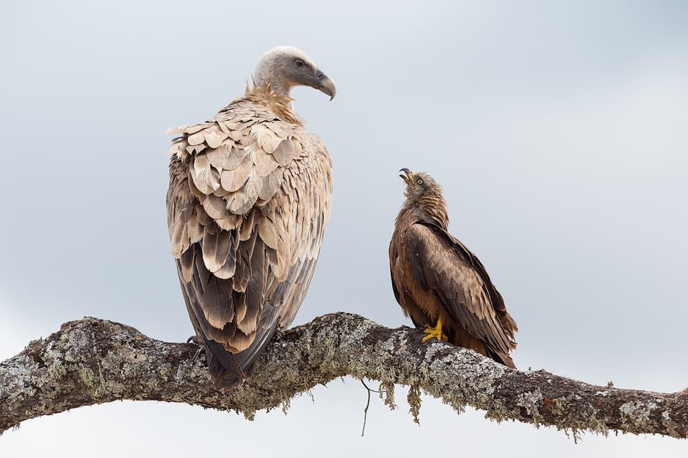 Vulture and Kite Encounter by Joan Gil Raga — canvas wall art