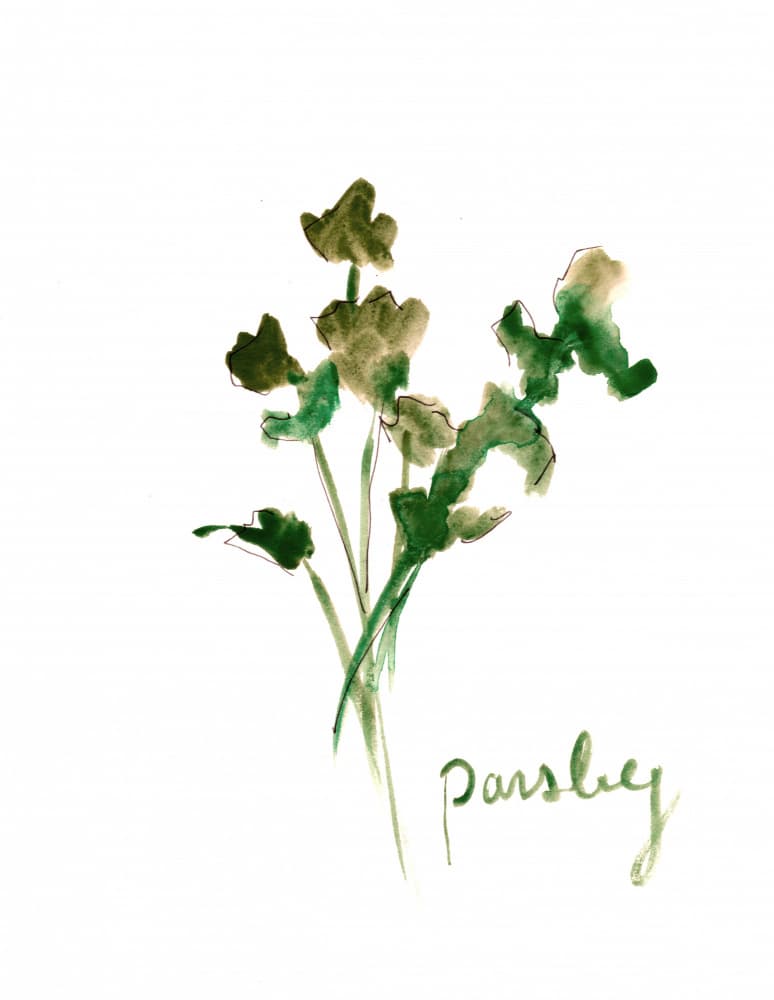 Fresh Parsley Watercolor by Christine Lindstrom — canvas wall art