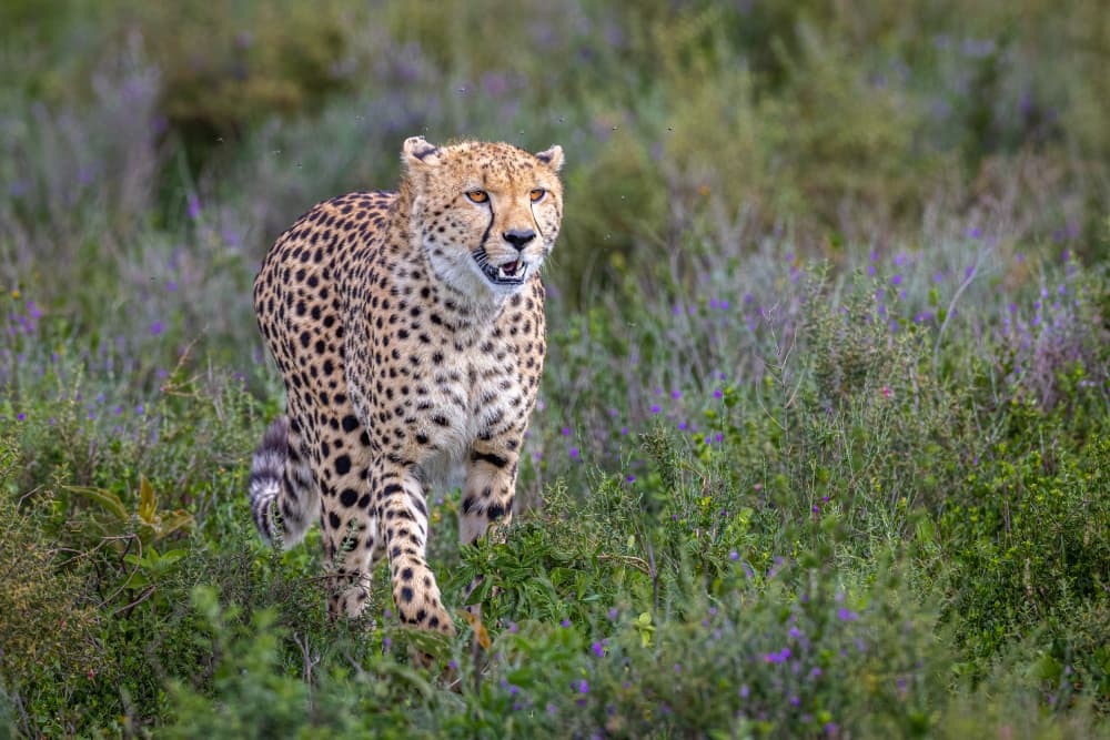 African Cheetah Stride by Jeffrey C. Sink — canvas wall art