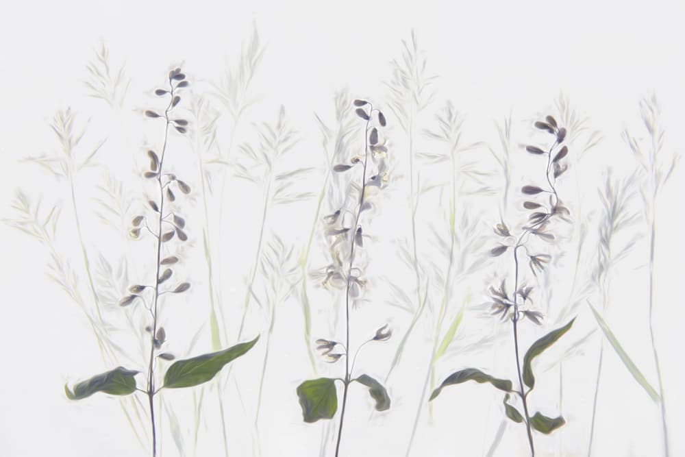 Delicate Plant Whispers by brigitte van krimpen — canvas wall art