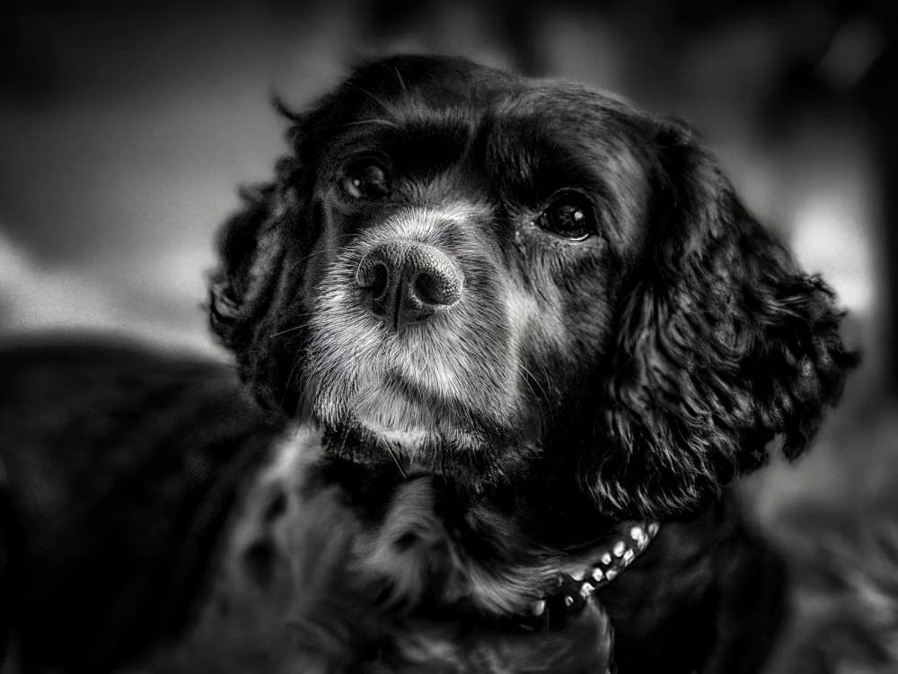 Soulful Dog Portrait by Lee Kershaw — canvas wall art