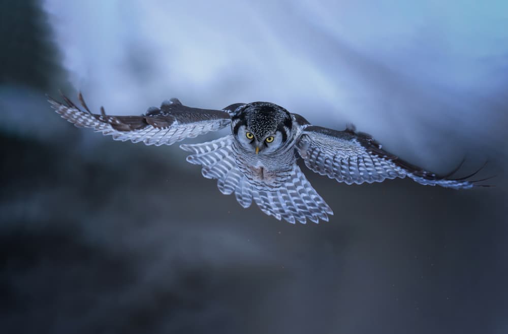 Hawk Owl In Flight by Tao Huang — canvas wall art