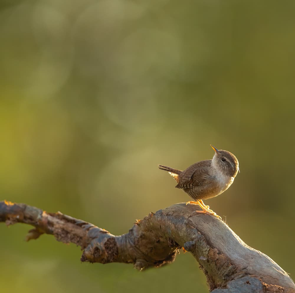 Golden Wren Perched by Annie Keizer — canvas wall art