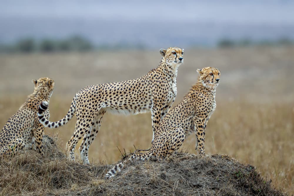 African Savanna Cheetah Family by Jeffrey C. Sink — canvas wall art