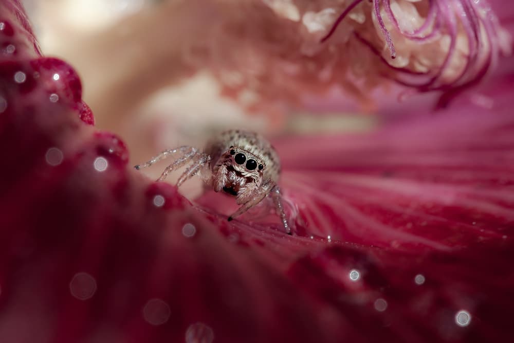 Jumping Spider Pink Flower by Barré Thierry — canvas wall art