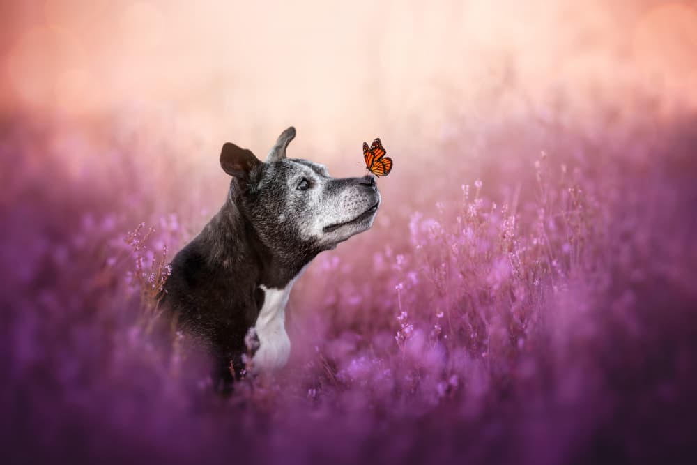 Dog and Butterfly Friend by Ve Shandor — canvas wall art