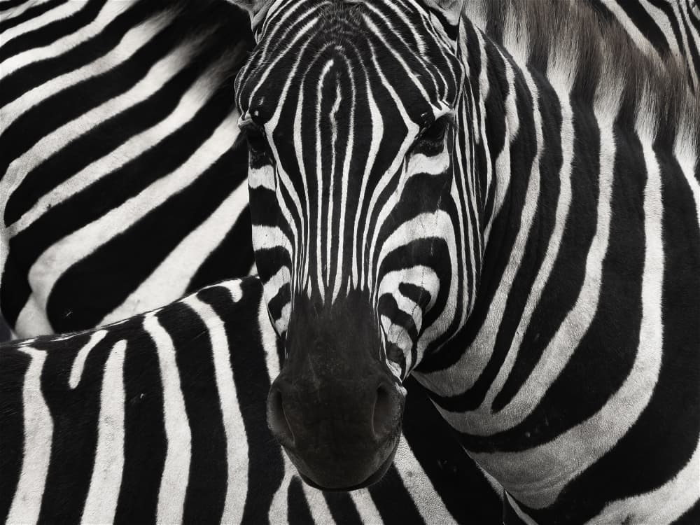 Striking Zebra Portrait by Roberto Marchegiani — canvas wall art
