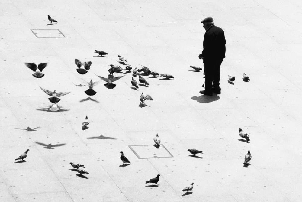 Old Man Feeding Pigeons by Paulo Abrantes — canvas wall art