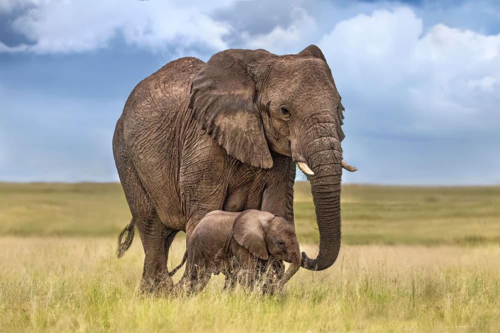 Mother Elephant And Calf by Xavier Ortega — canvas wall art