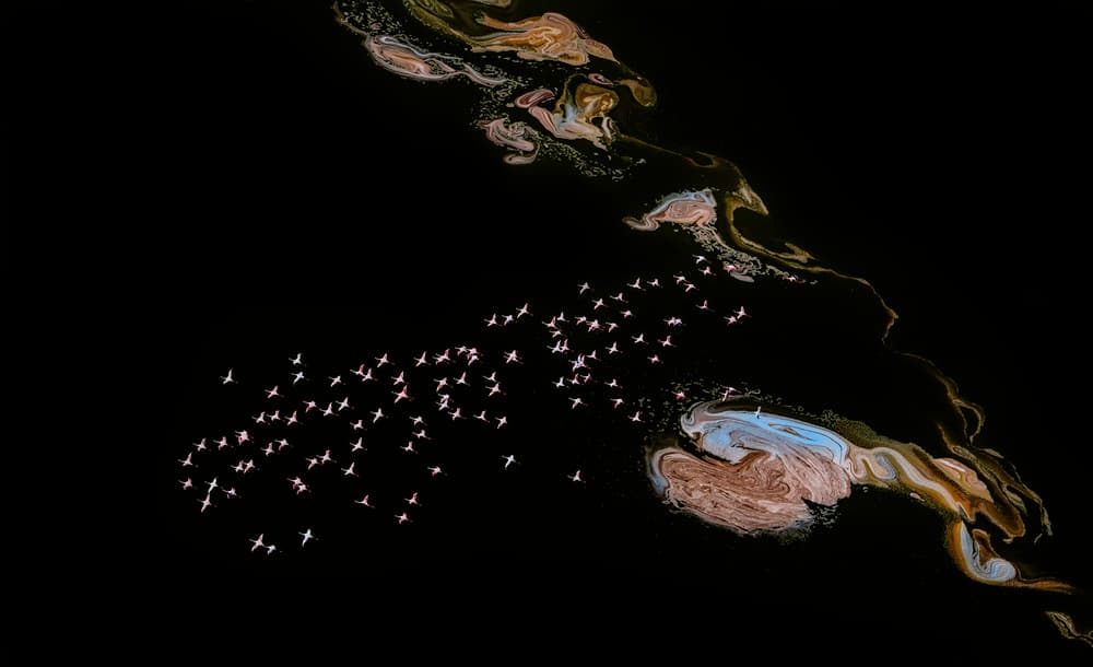 Pink Flamingos Flying by John J. Chen — canvas wall art