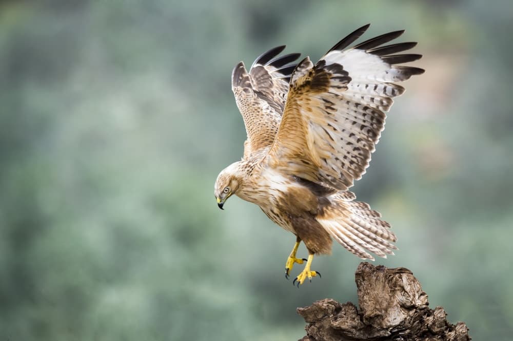Powerful Hawk Landing by Eyal Amer — canvas wall art
