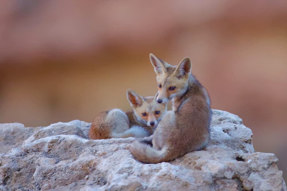 Fennec Fox Pups by David Manusevich — canvas wall art