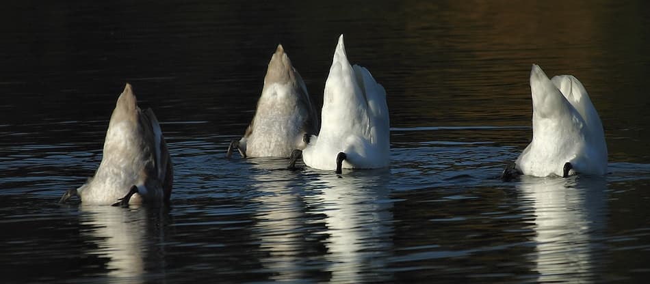 Graceful Swans Feeding by Jimmy Hoffman — canvas wall art