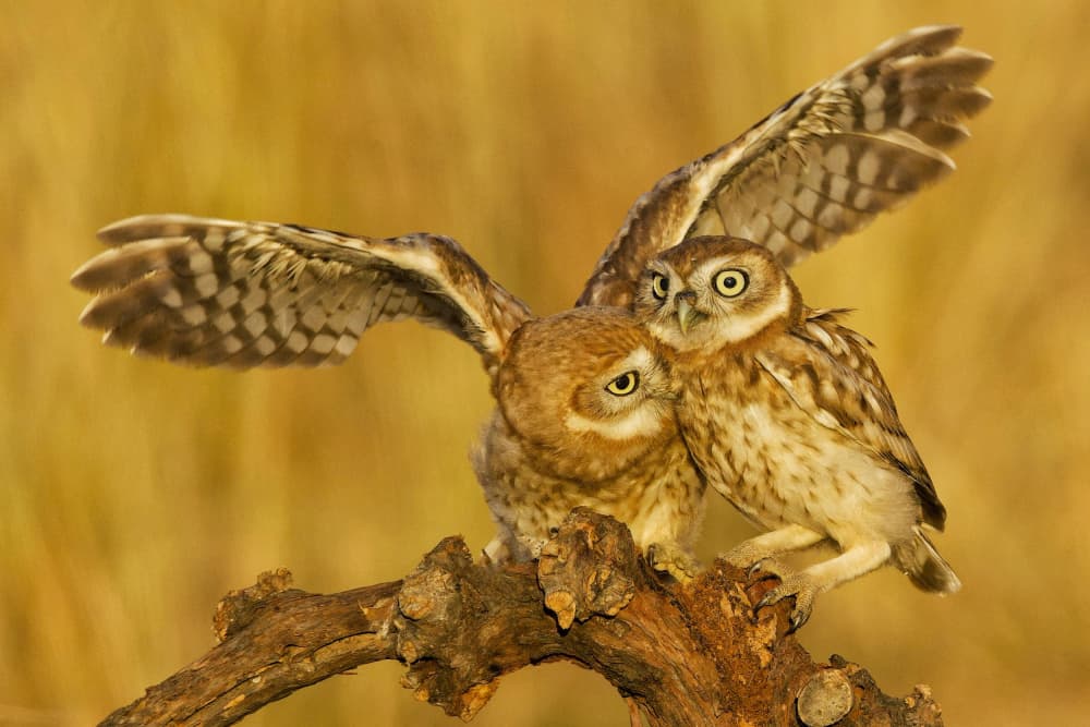 Playful Burrowing Owls by David Manusevich — canvas wall art