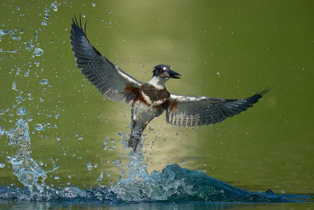 Kingfisher Takes Flight by Johnny Chen — canvas wall art