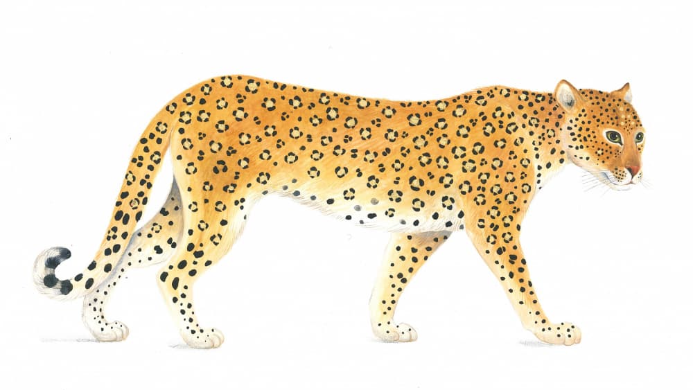 Leopard Elegance by Isabelle Brent — canvas wall art