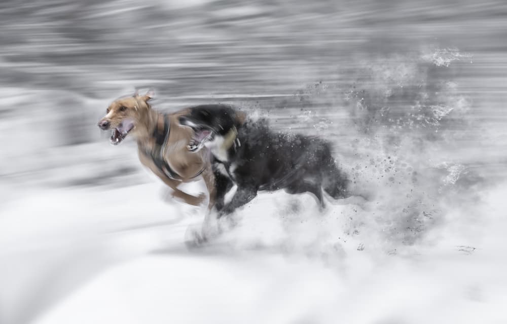 Snow Dogs In Motion by Larry Deng APA — canvas wall art
