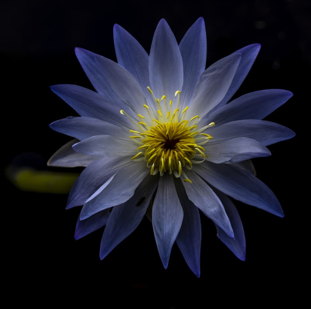 Elegant Night Bloom by Raimondo Restelli — canvas wall art