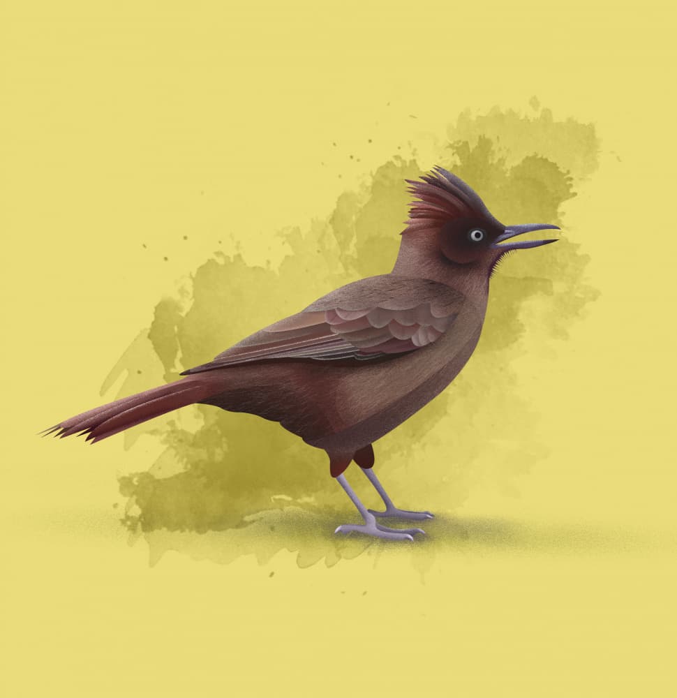 Singing Crested Bird by Franco Caballero — canvas wall art