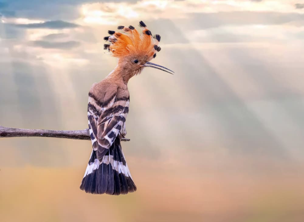 Hoopoe Bird Golden Hour by אייל בר אור • Eyal Bar Or — canvas wall art